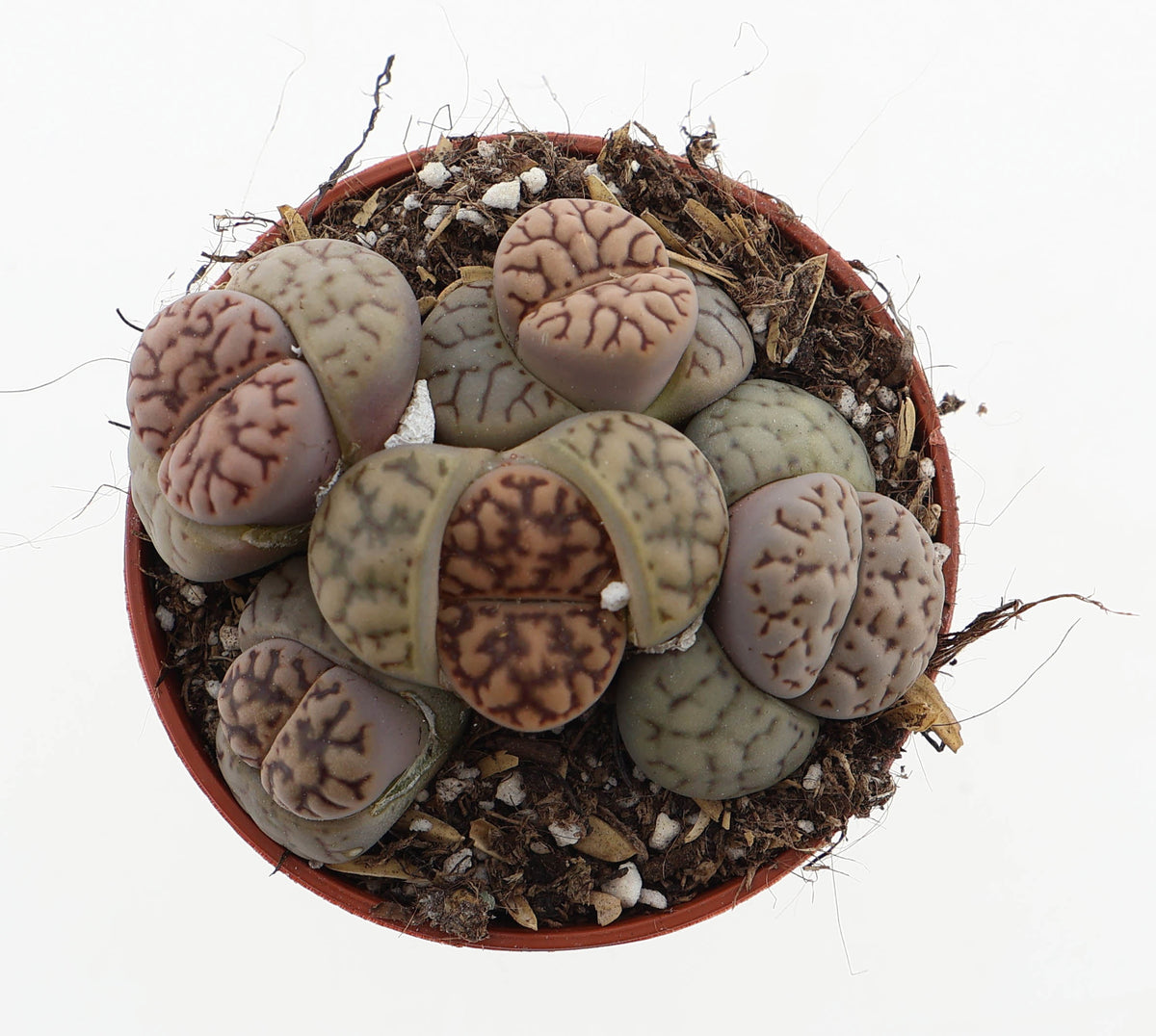 Lithops species mix 6cm 5.5cm Pot