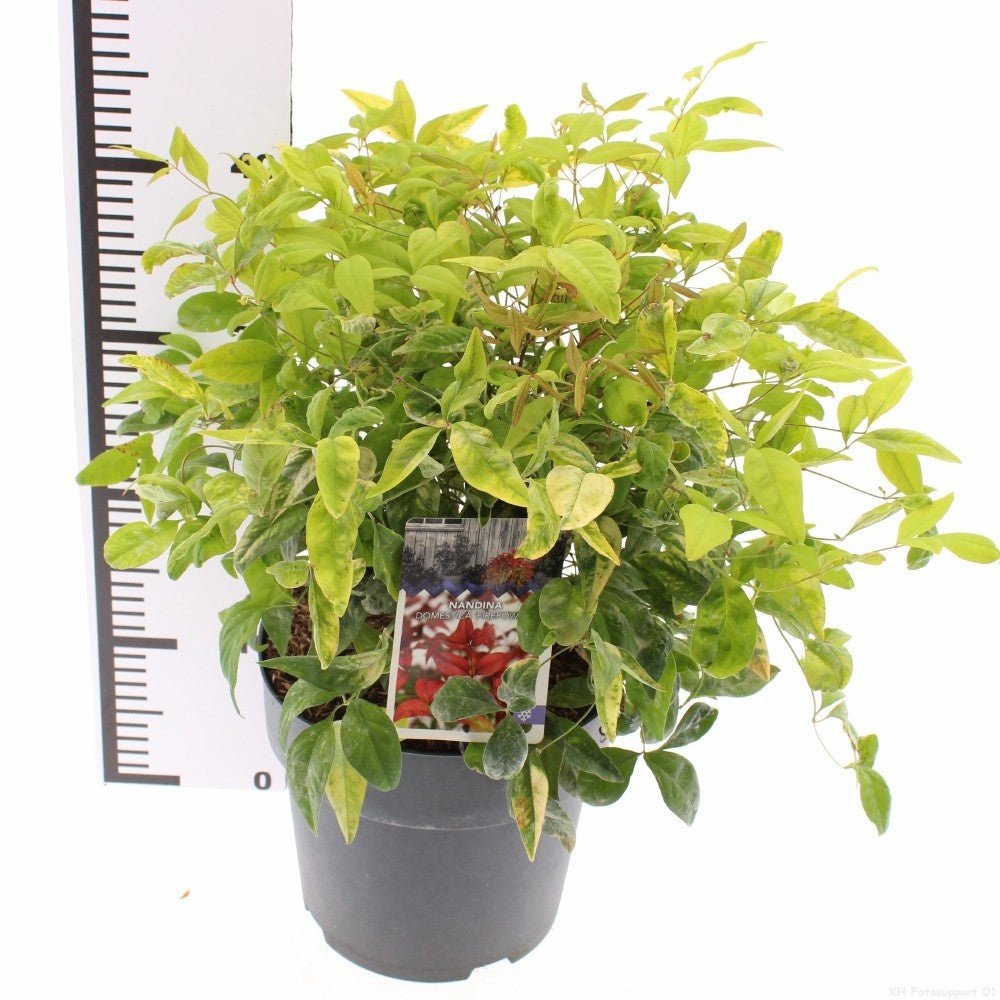 Nandina domestica Fire Power 30cm 23cm Pot
