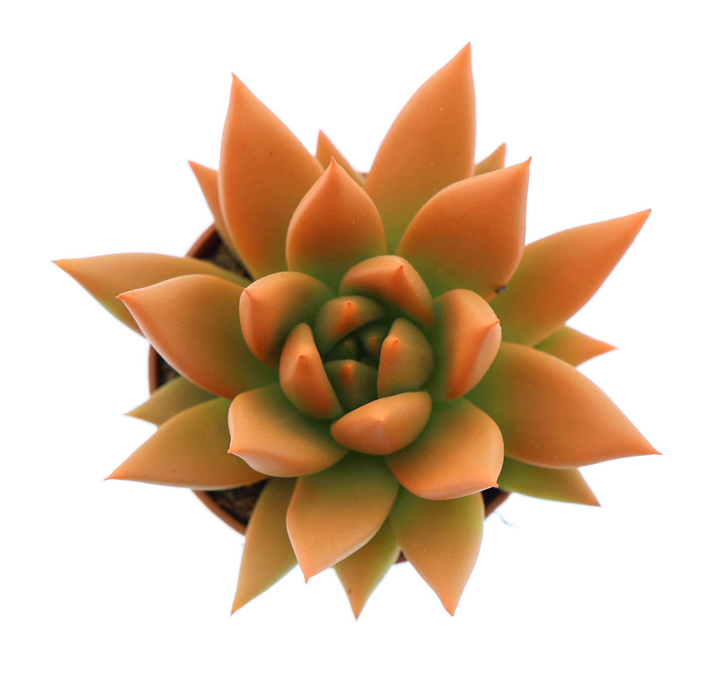 Rainbow orange 8cm 505cm Pot