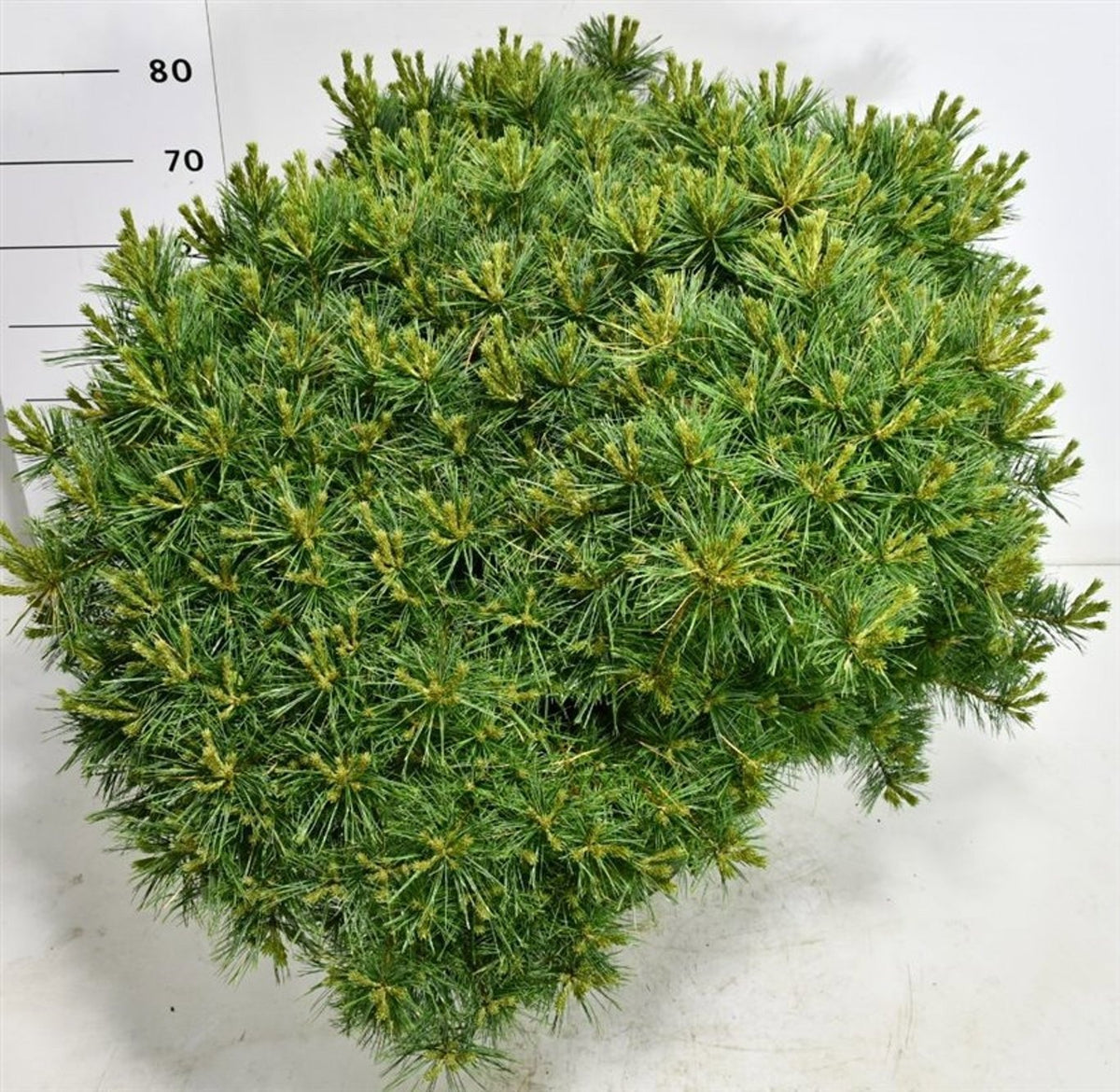 Pinus hybrid 100cm 54cm Pot