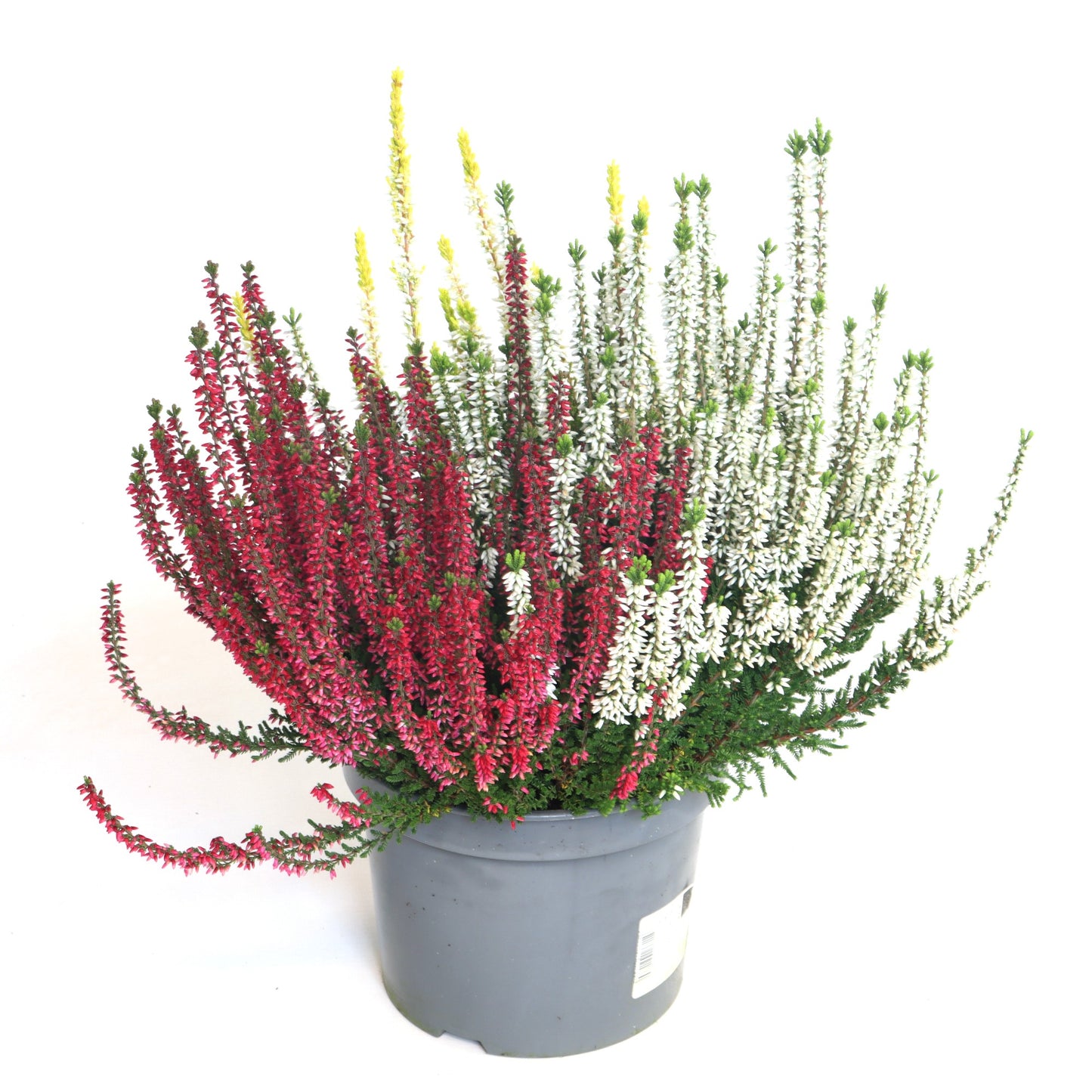 Calluna Beauty Ladies trio 25cm 17cm Pot