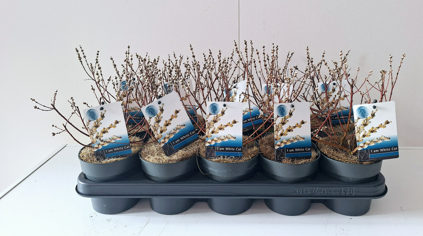 Salix subopposita 30cm 12cm Pot
