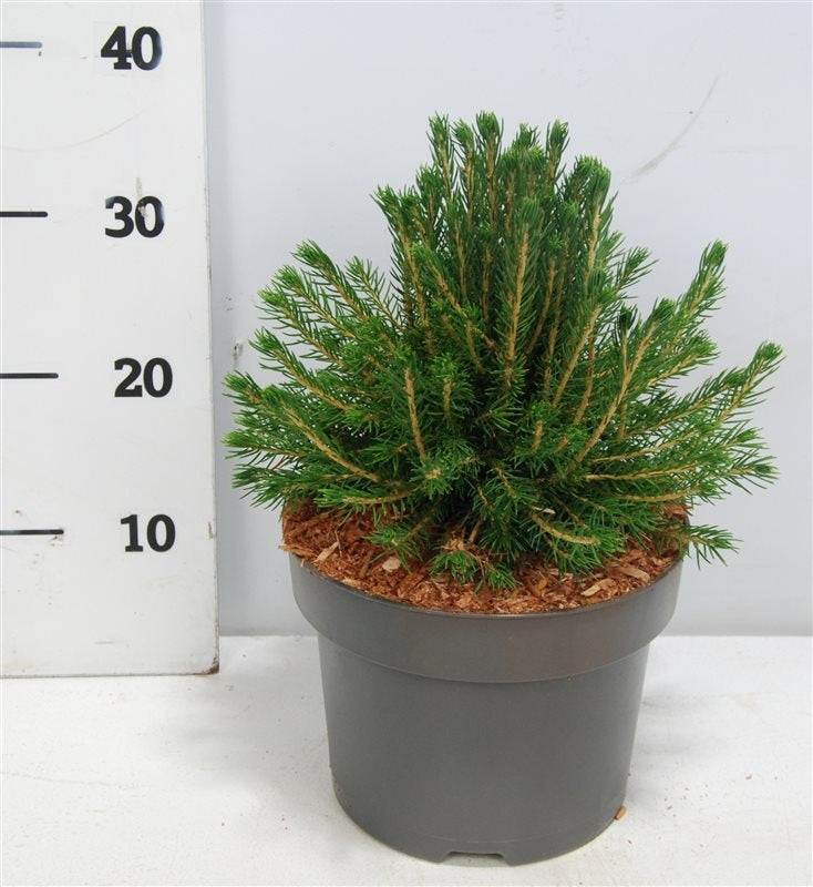 Picea 45cm 23cm Pot
