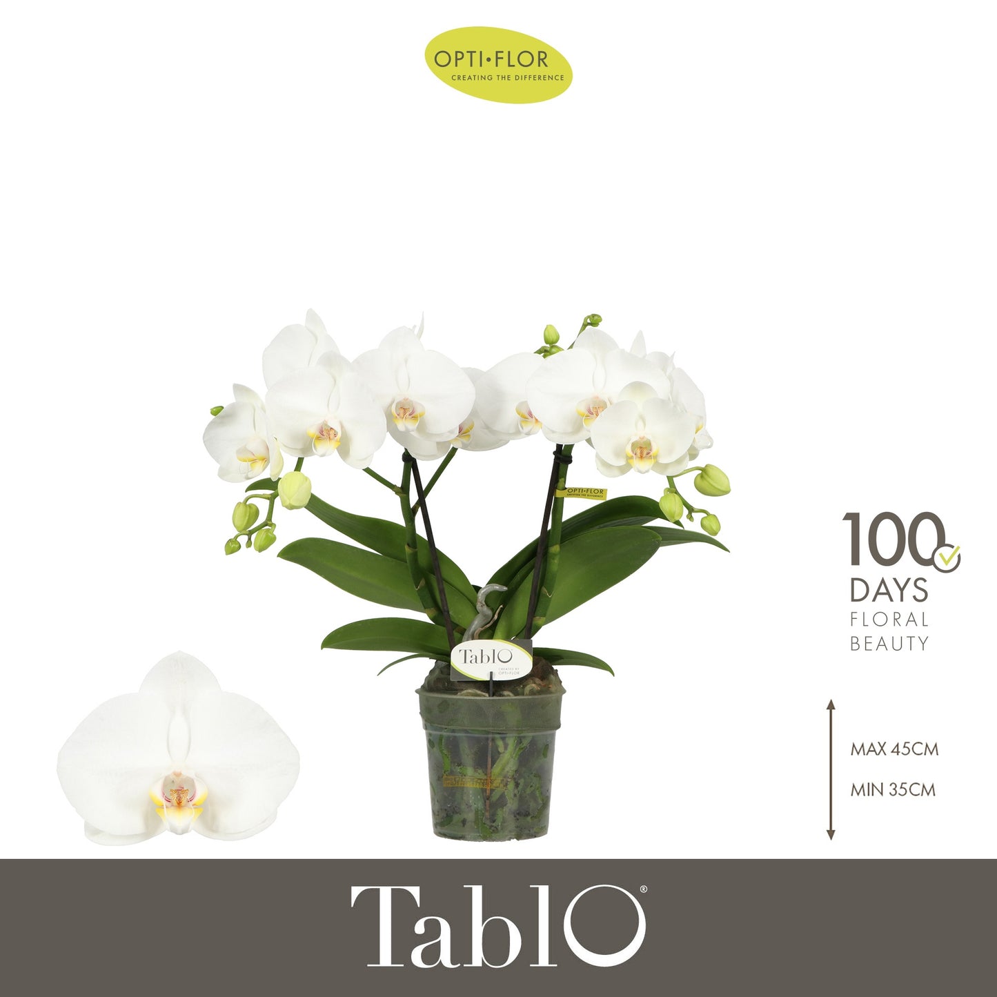 Opti-Flor Phalaenopsis Tablo Champagne Pack of 6