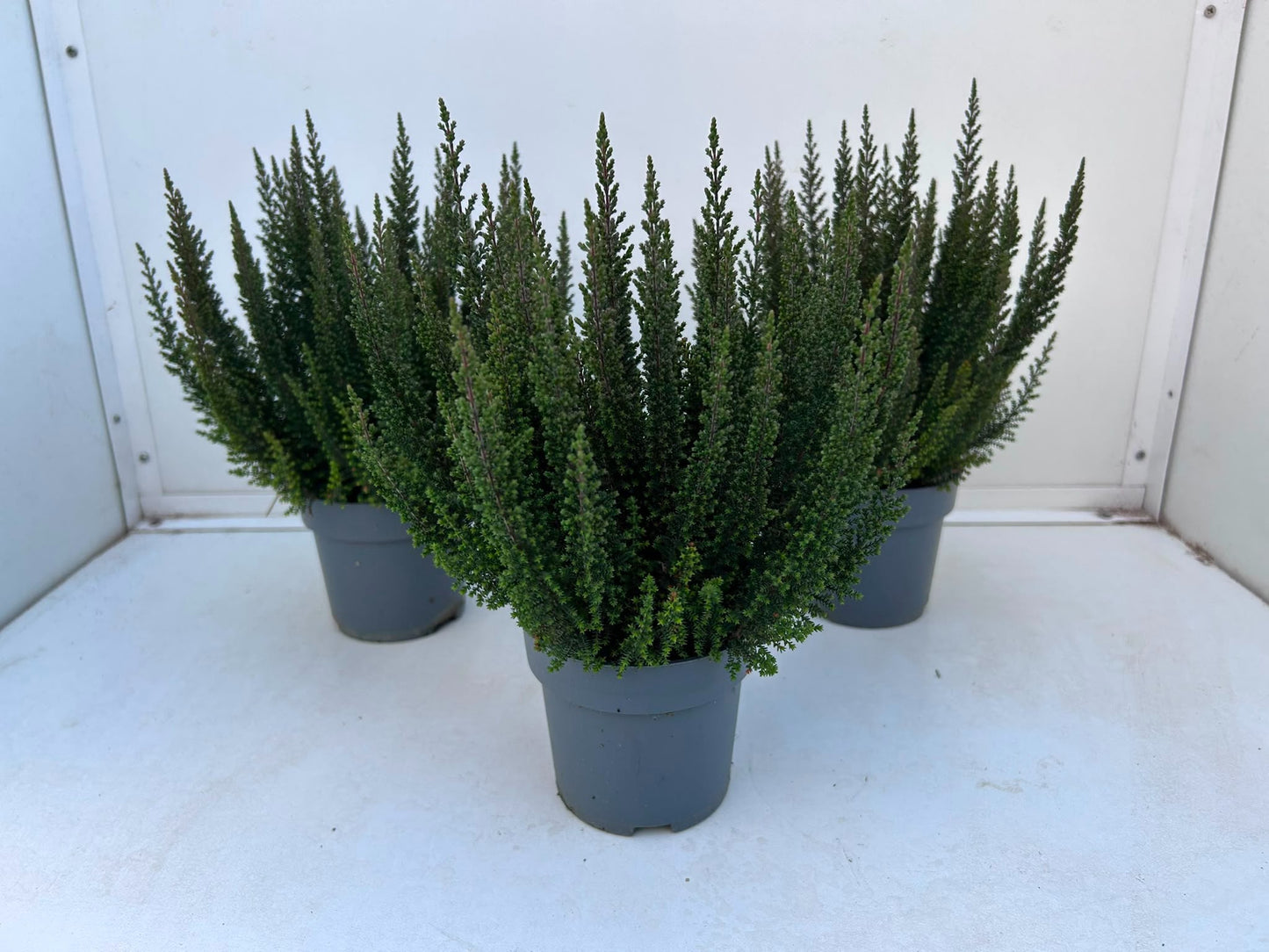 Gartenbau Janshen Gbr Calluna Skyline Havanna Pack of 10