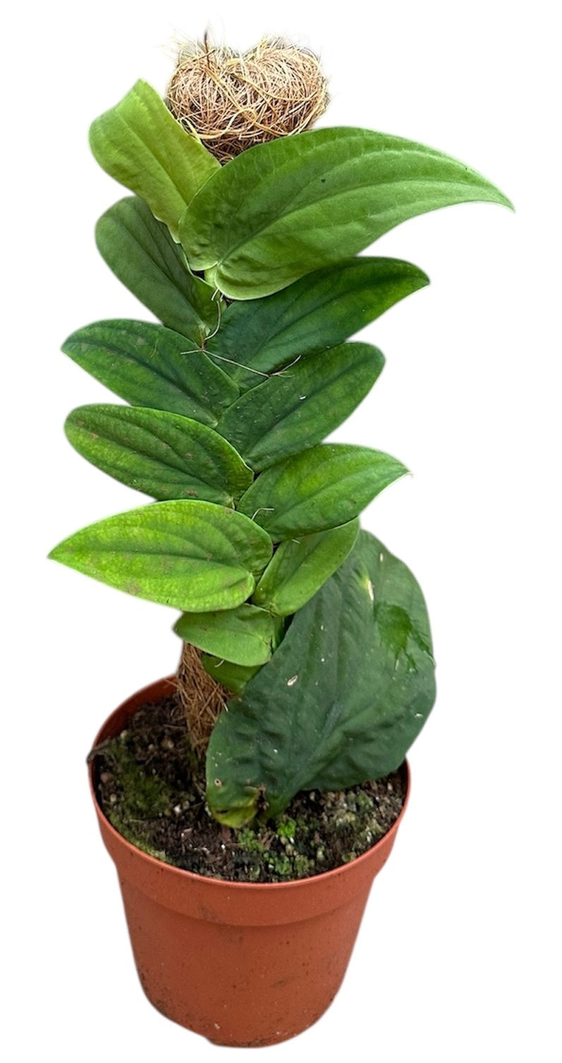 Plants 30cm 14cm Pot