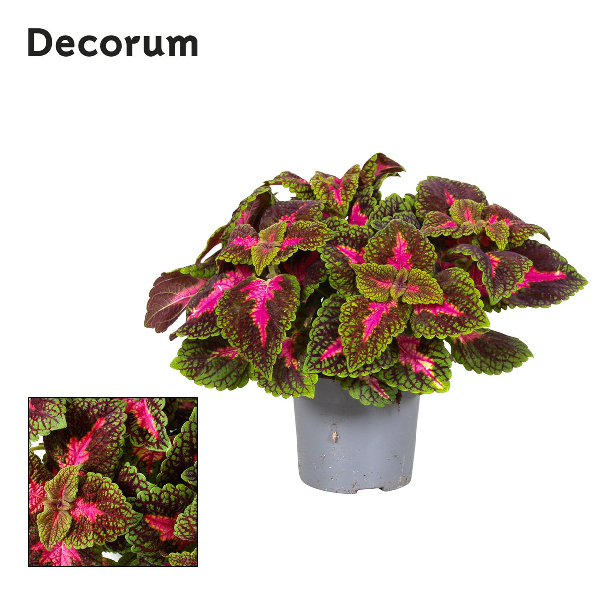 Coleus Main Street Park Avenue 20cm 13cm Pot