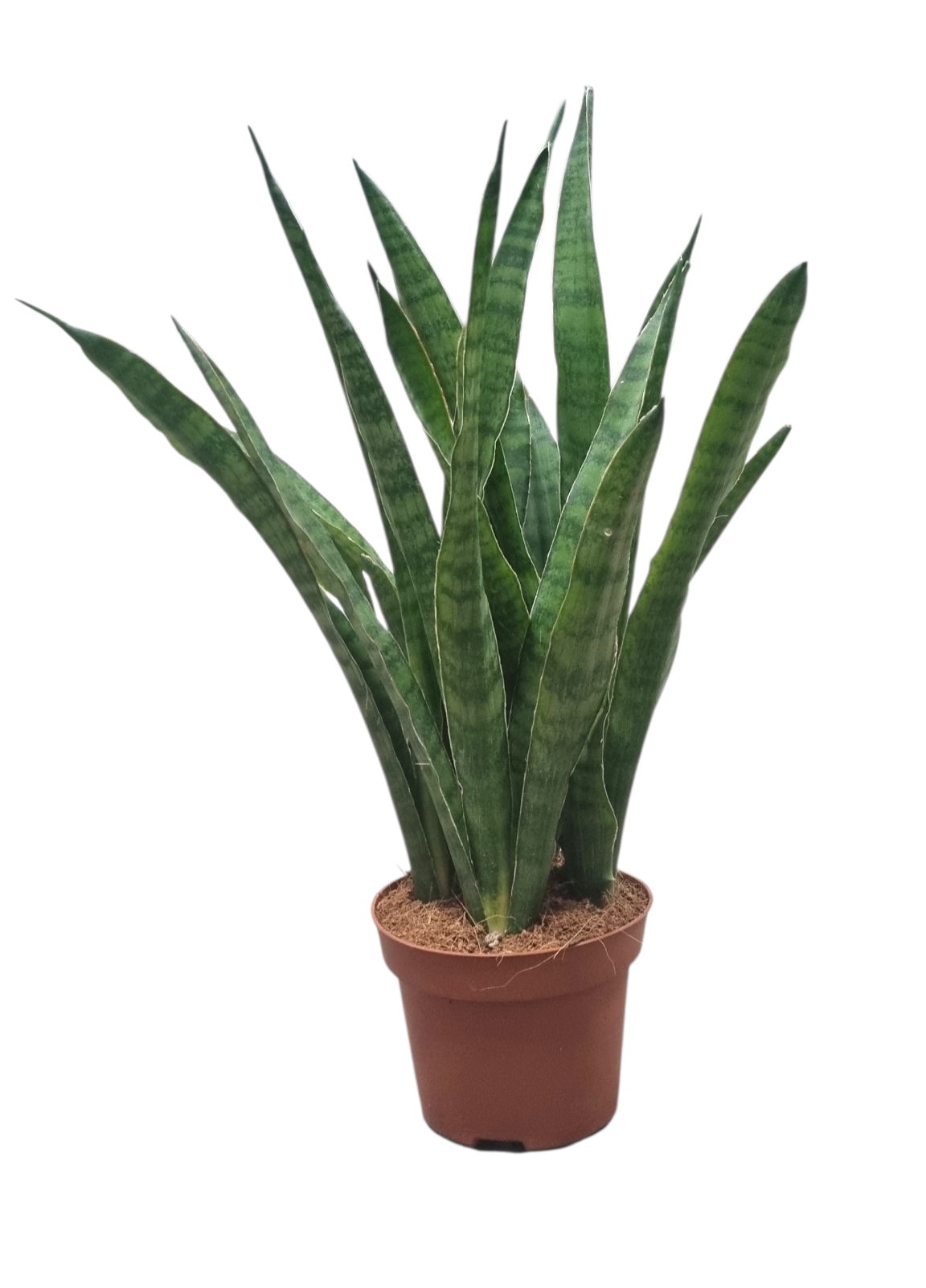 Sansevieria Zeylanica Greenline 35cm 12cm Pot