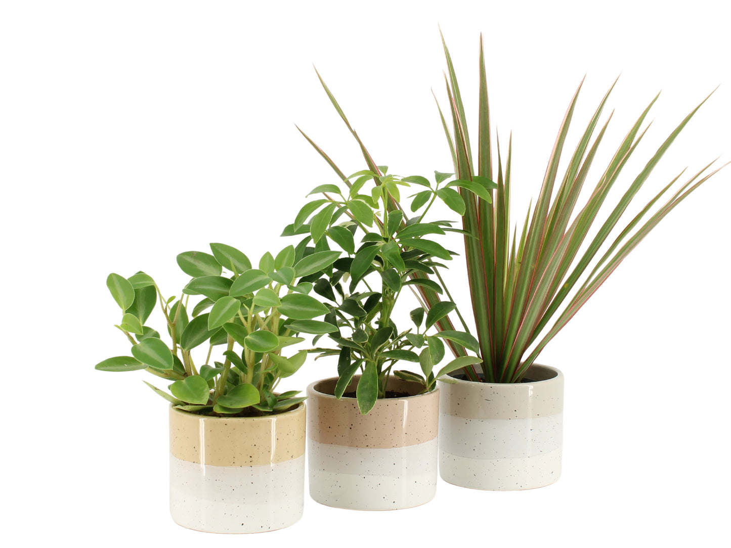 Foliage houseplants mix 20cm 8.5cm Pot