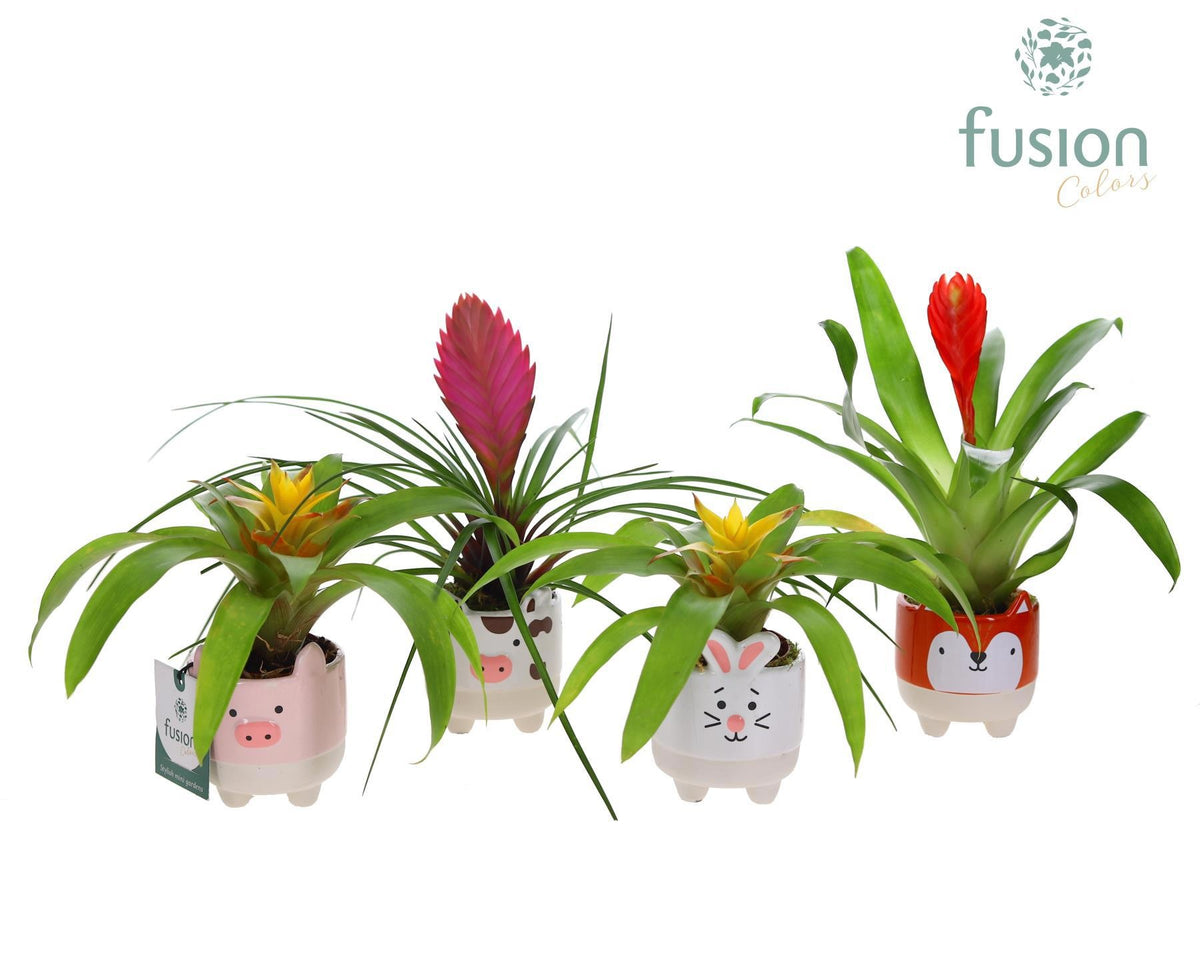 arr. Bromelia 20cm 8cm Pot