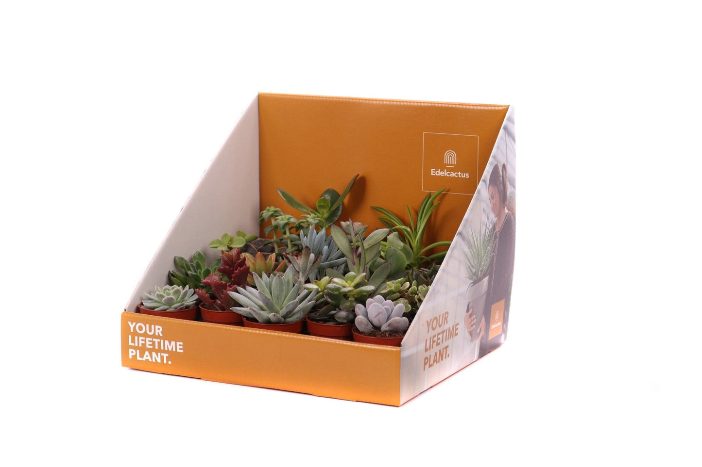 Succulent mix 25cm 505cm Pot