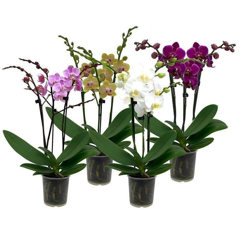 Phalaenopsis mix 35cm 9cm Pot