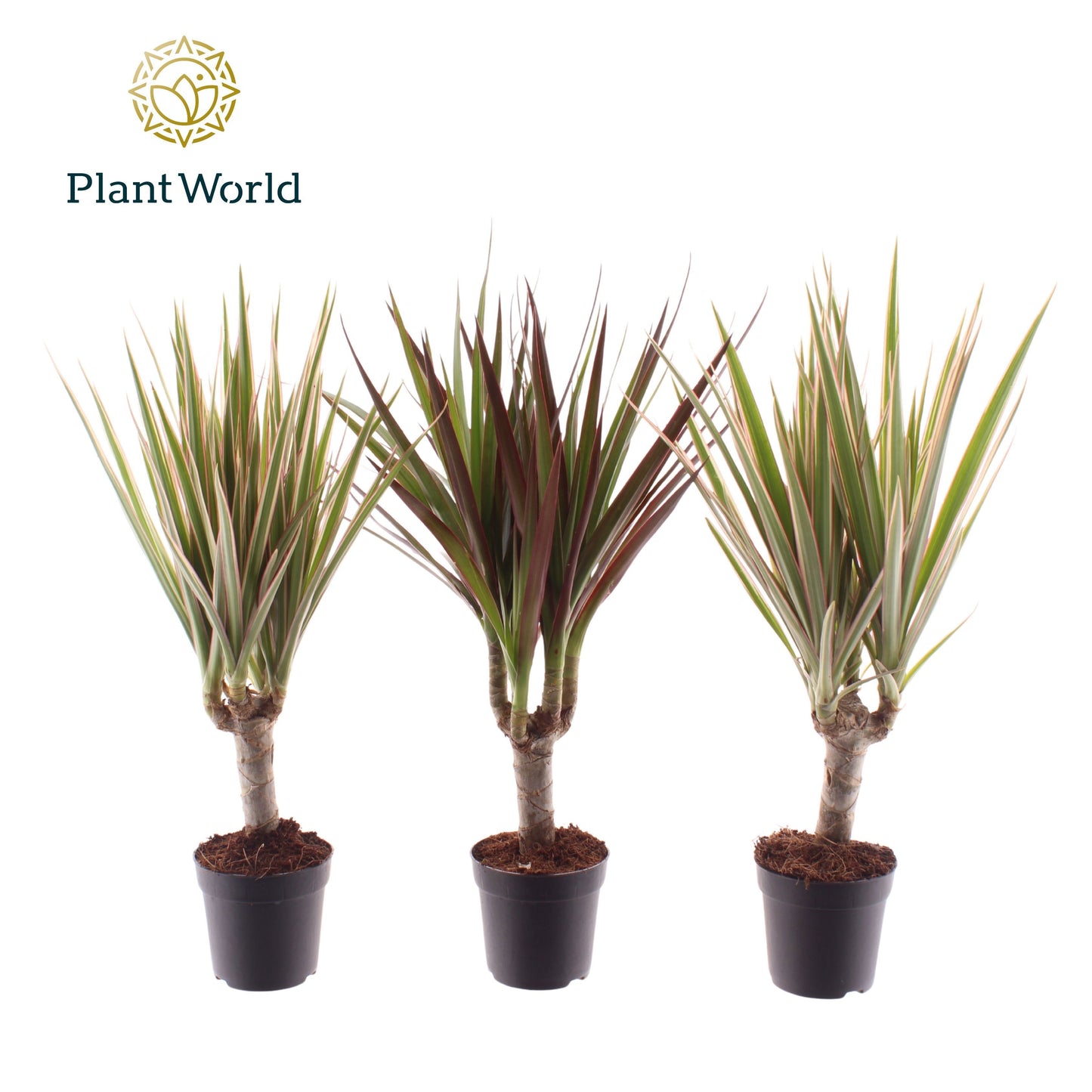 Dracaena marginata mix 35cm 7cm Pot