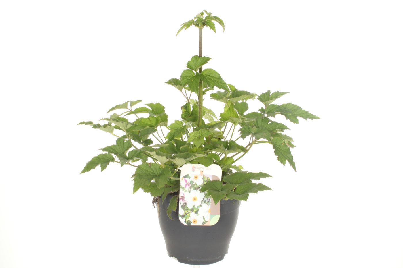Anemone Japonica hybrids 60cm 23cm Pot