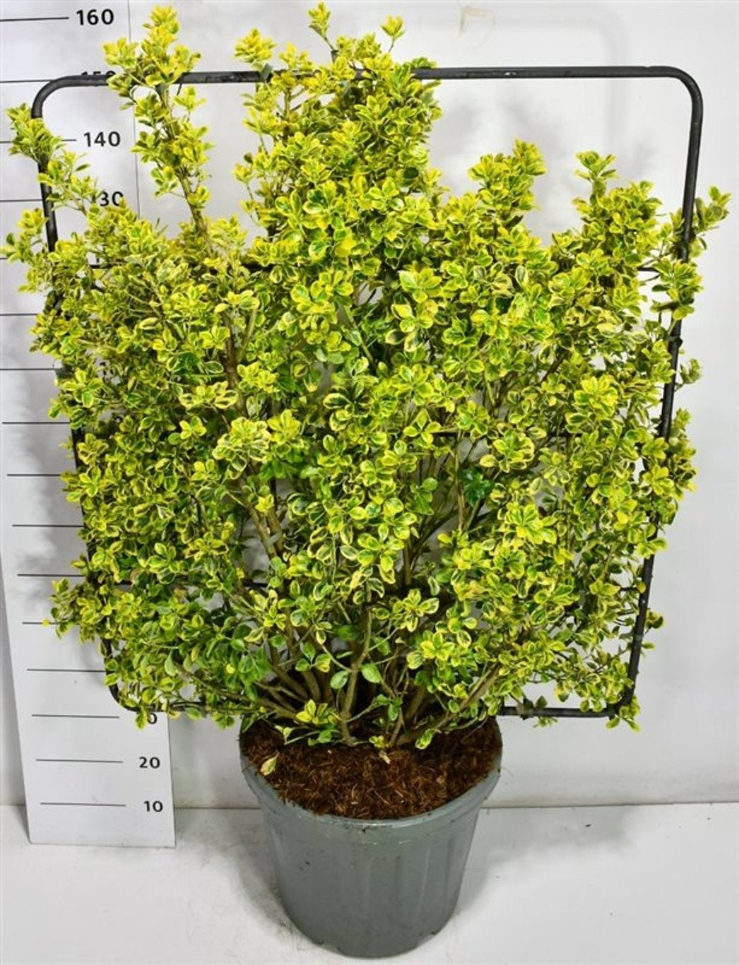 Euonymus Aureus 170cm 48cm Pot