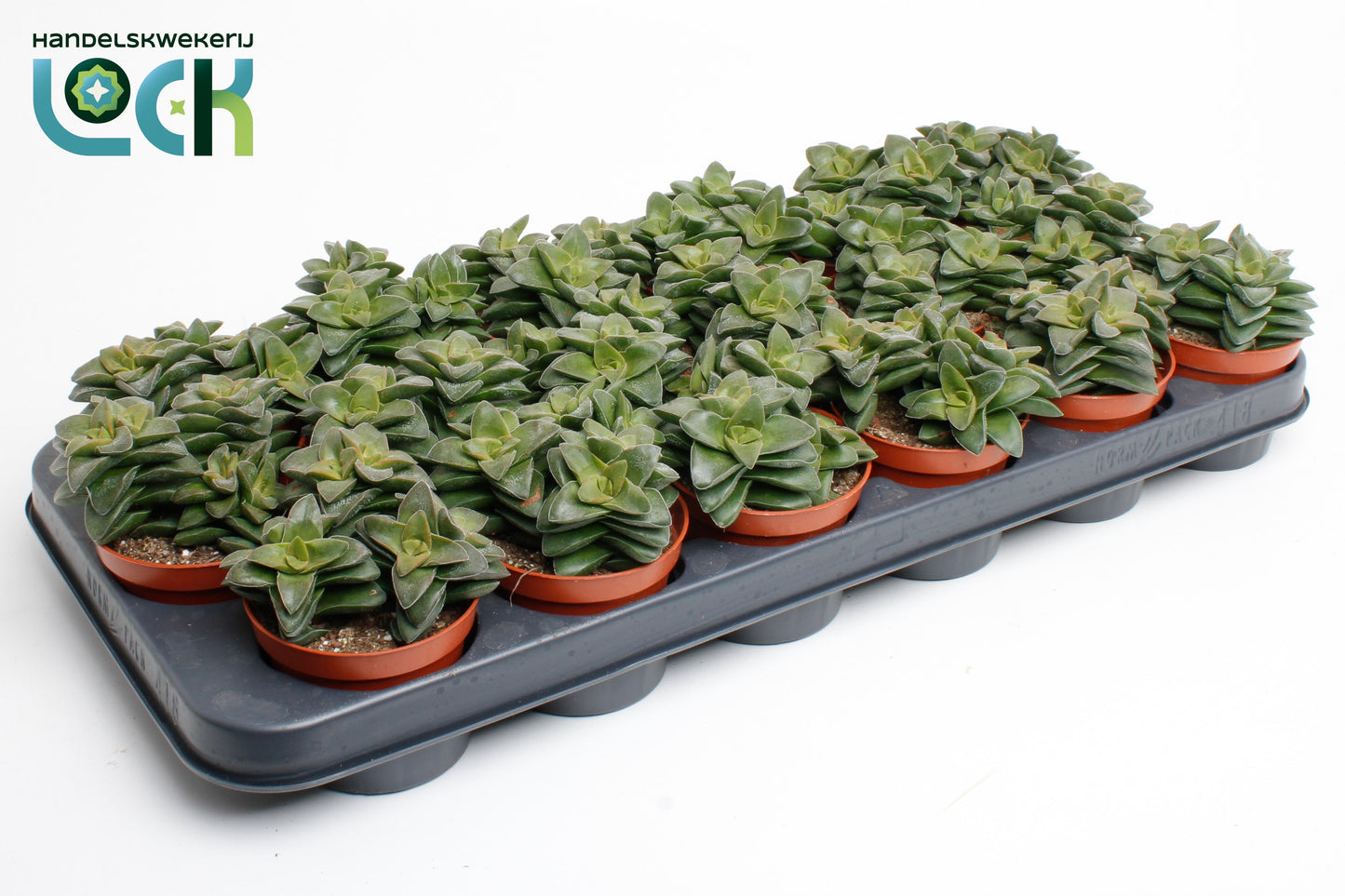 Crassula Springtime 15cm 8.5cm Pot