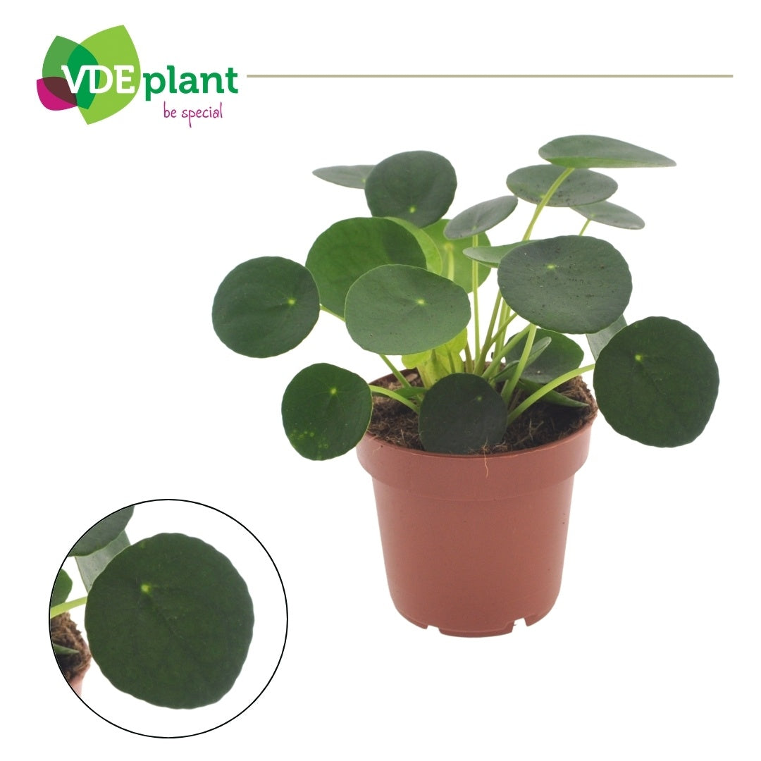 VDE plant BV Pilea peperomioides Pack of 8