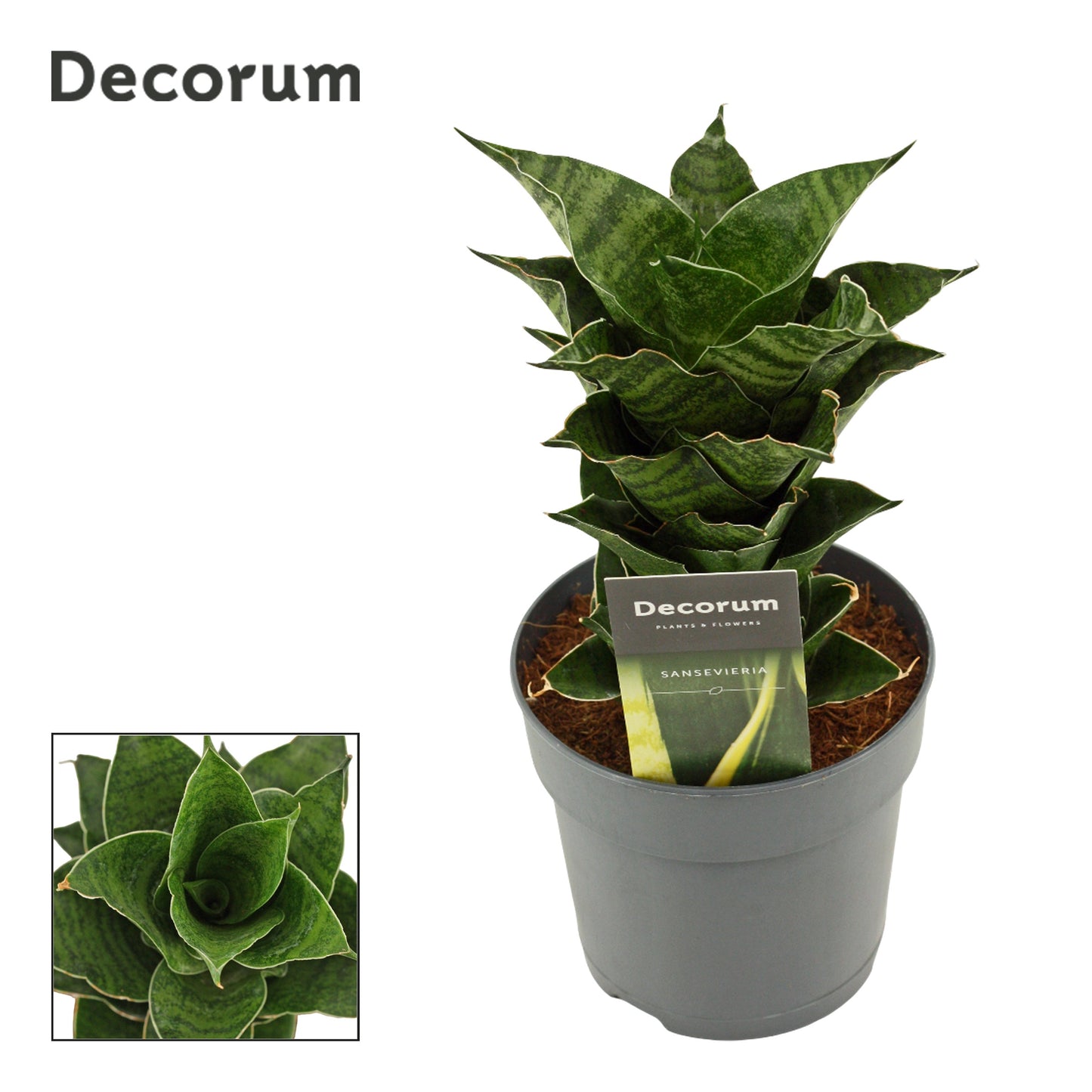 Sansevieria 25cm 12cm Pot
