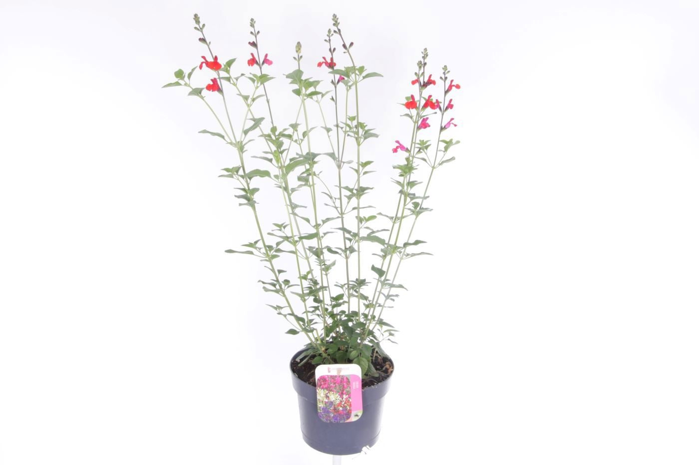 Salvia microphylla 65cm 17cm Pot