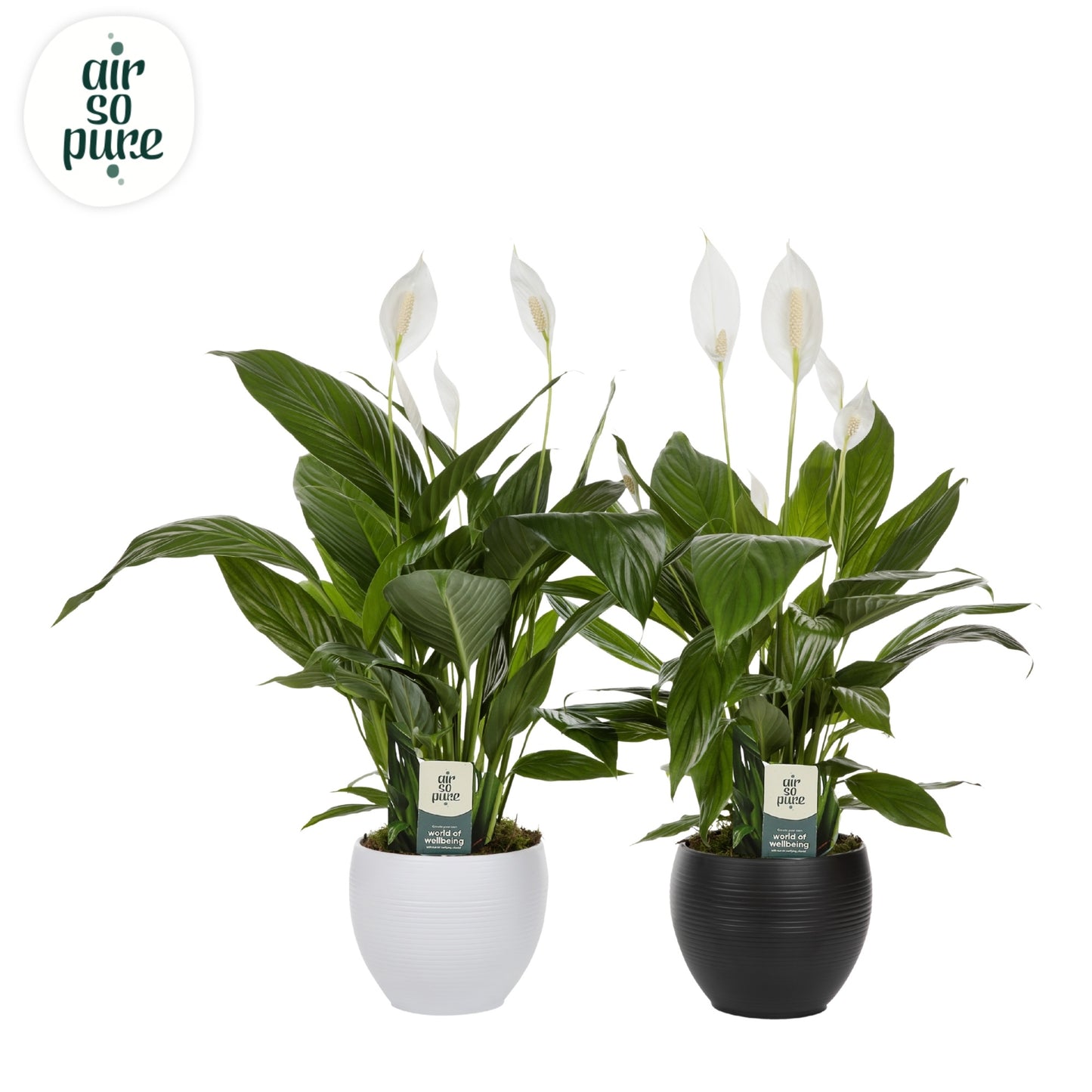 Spathiphyllum Bingo Cupido 70cm 17cm Pot
