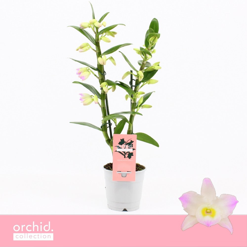 Dendrobium Kumiko 40cm 12cm Pot