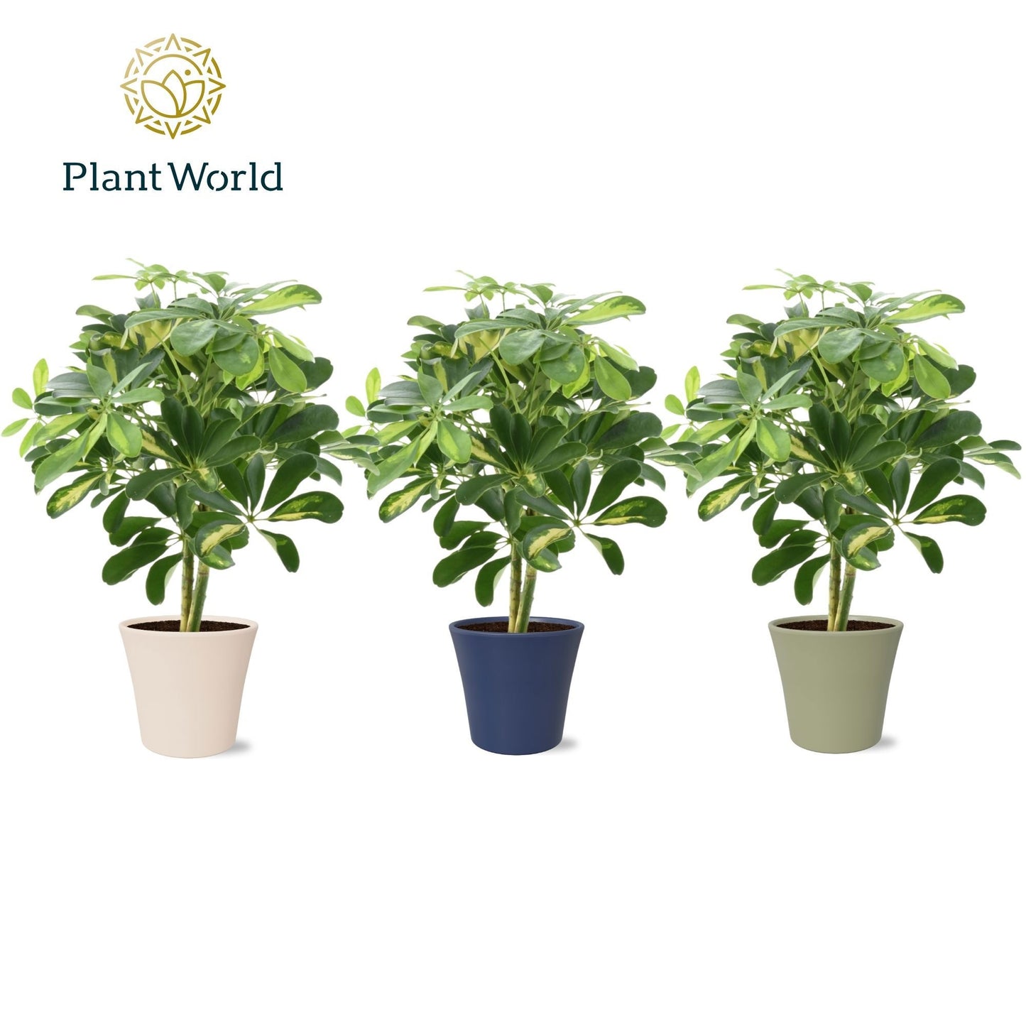 Schefflera Gold Capella 45cm 14cm Pot