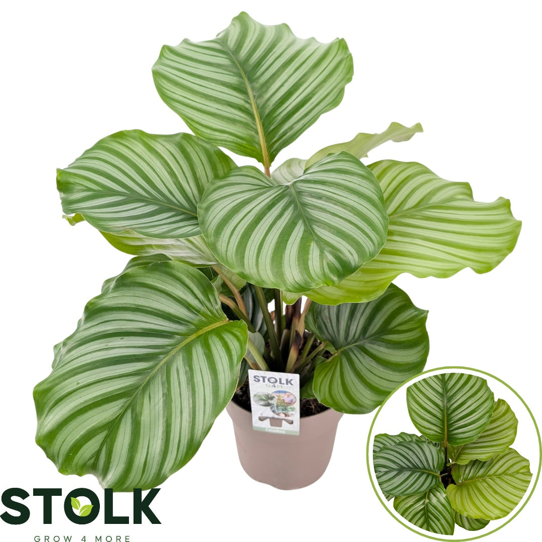 Calathea Orbifolia 60cm 17cm Pot
