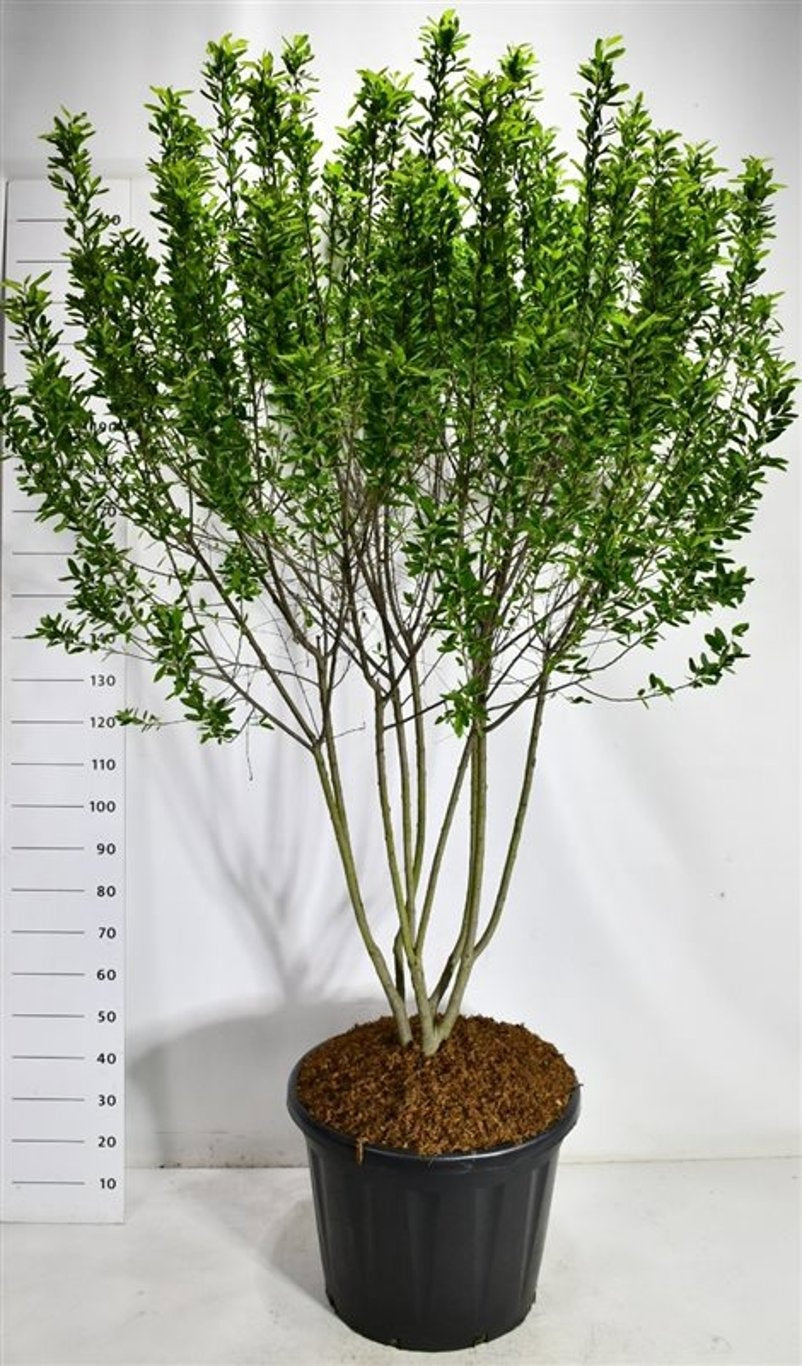 Amelanchier can. Rainbow Pillar 250cm 60cm Pot