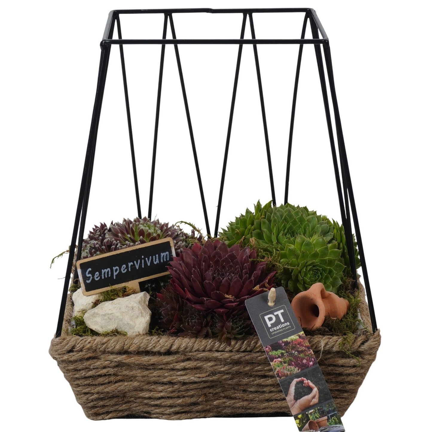 Sempervivum arrangement 29cm 22cm Pot
