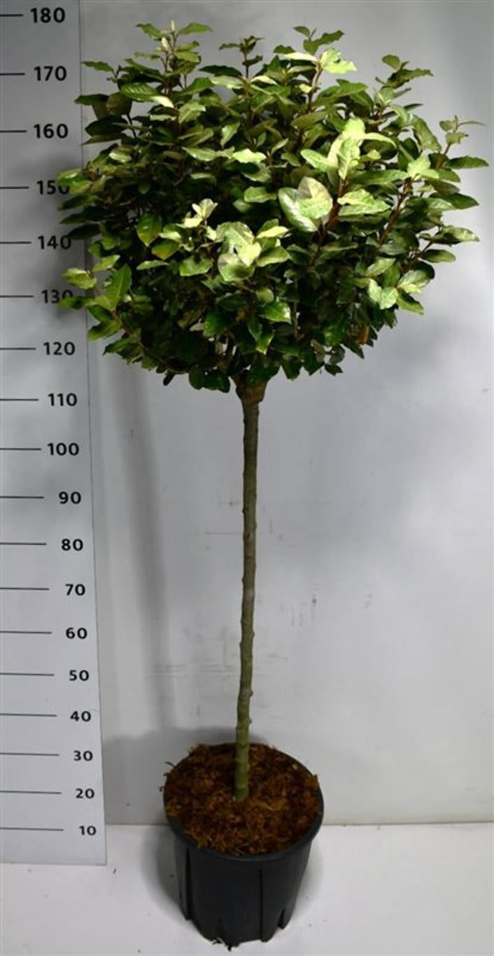Elaeagnus ebbingei 175cm 38cm Pot