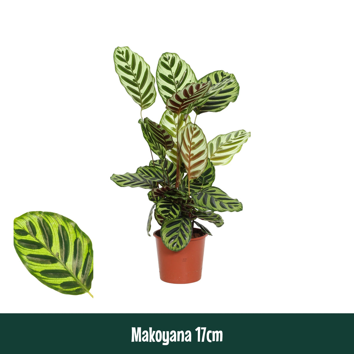 Calathea makoyana 65cm 17cm Pot