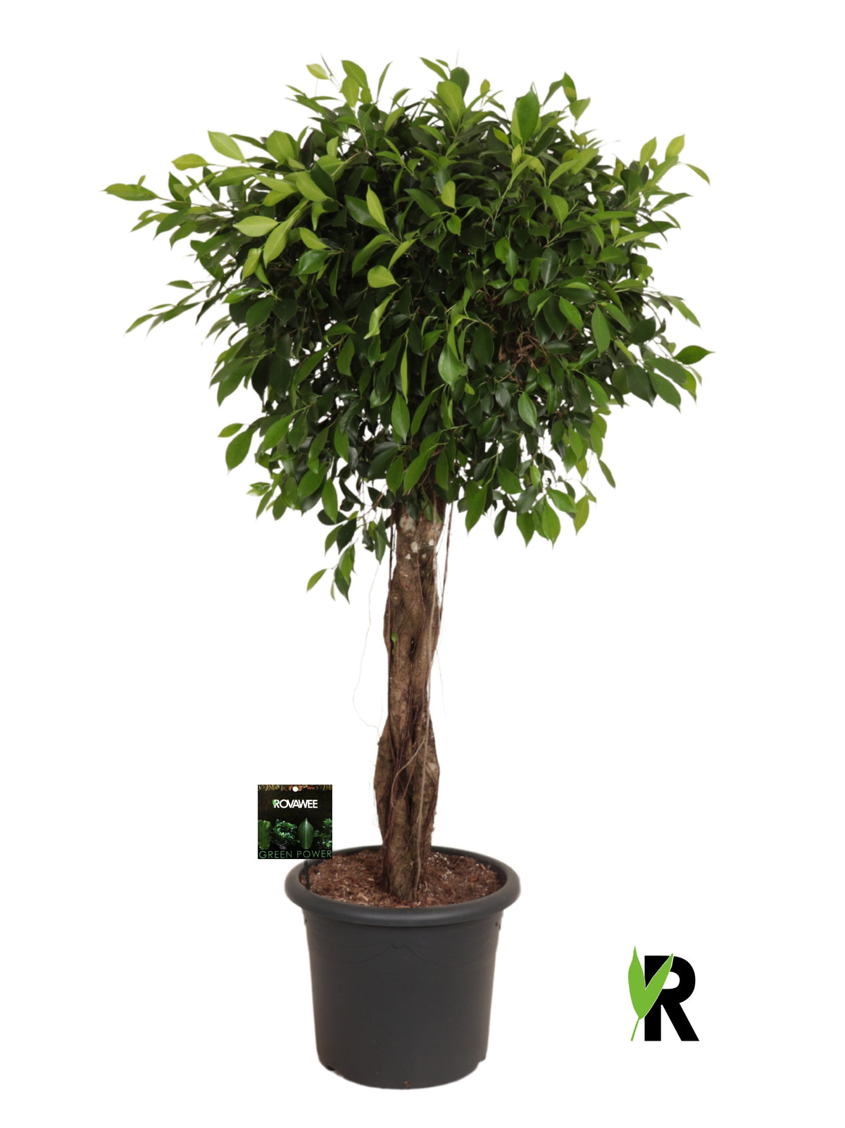 Ficus microcarpa 170cm 40cm Pot
