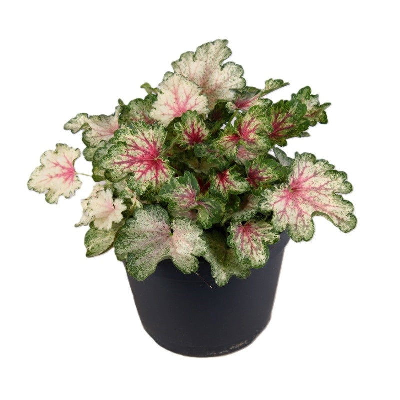 Heuchera Snowy Panky 25cm 15cm Pot