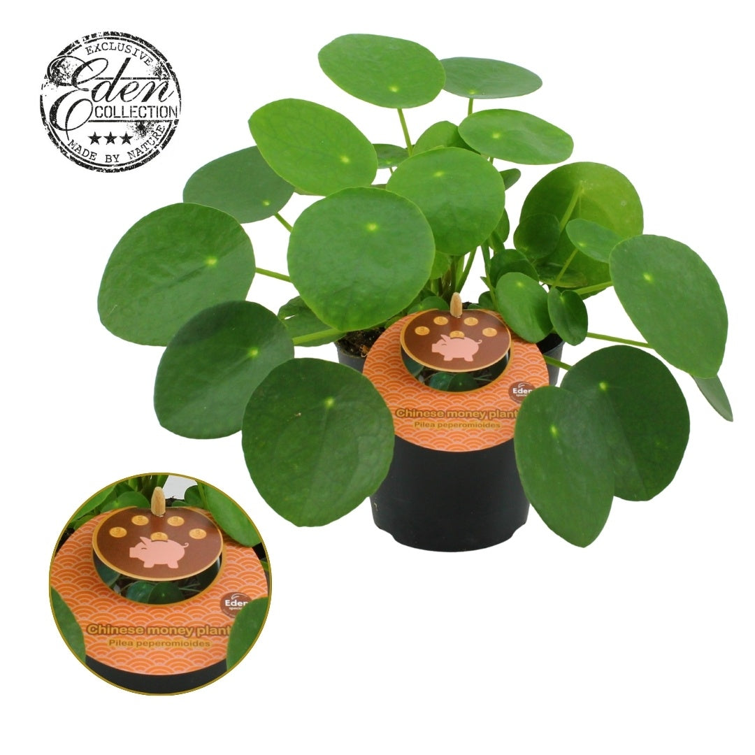 Pilea peperomioides 20cm 12cm Pot