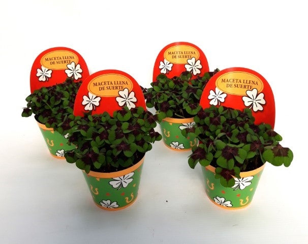 Oxalis deppei 18cm 9cm Pot