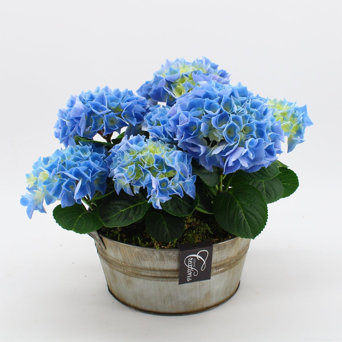 KHCR-2614B Hydrangea creations 30cm 23cm Pot