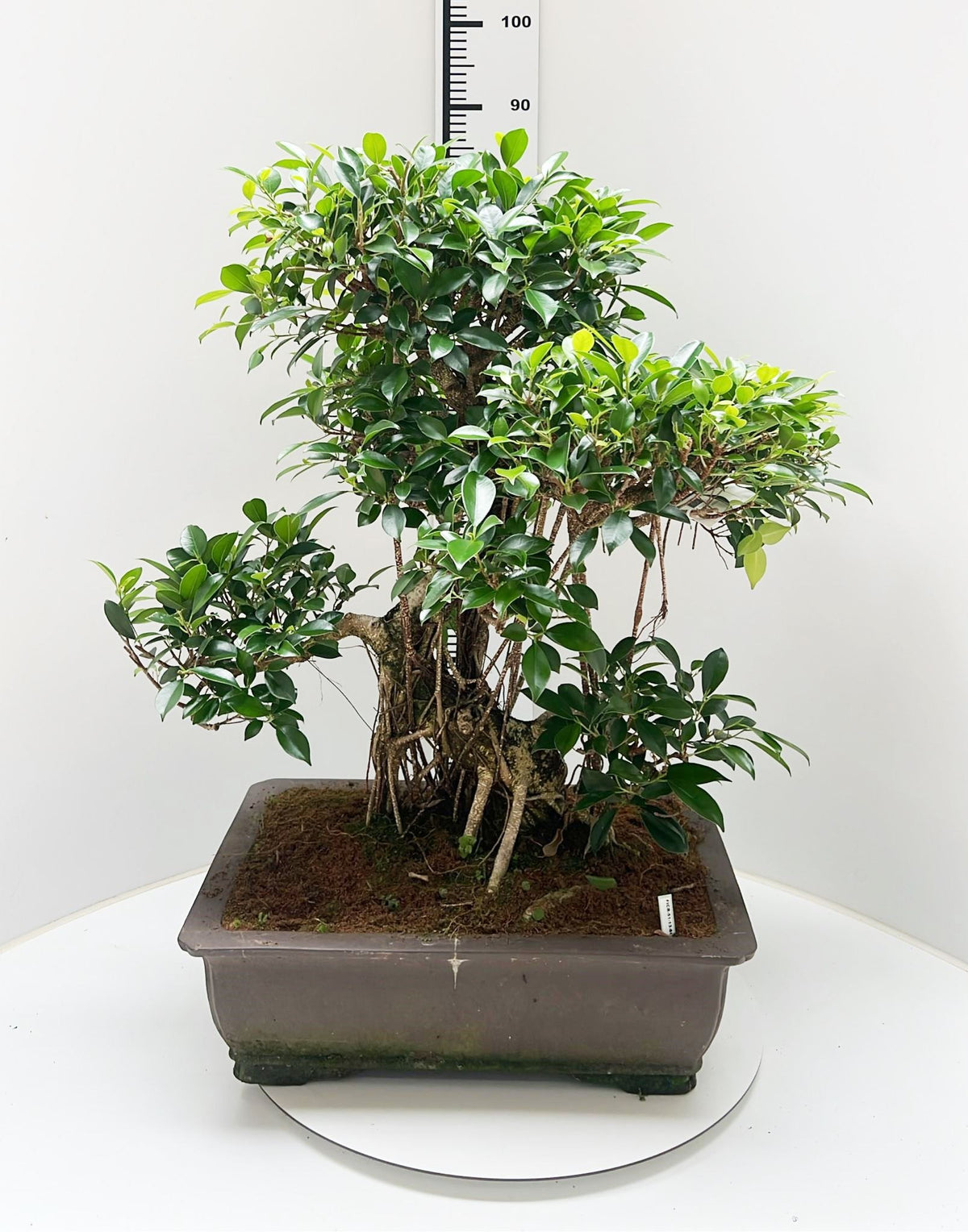 Bonsai Mix 80cm 50cm Pot