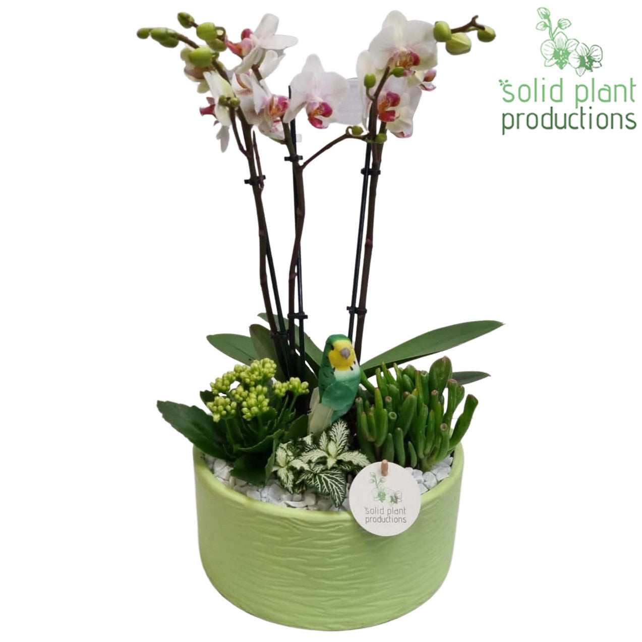 PH004 Stella Light Green 45cm 22cm Pot