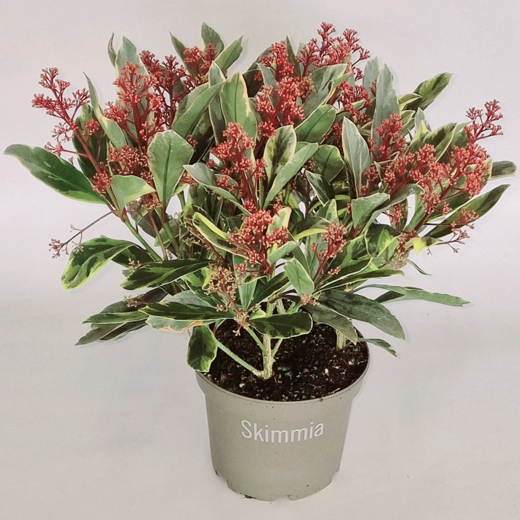 Skimmia japonica Perosa 35cm 15cm Pot