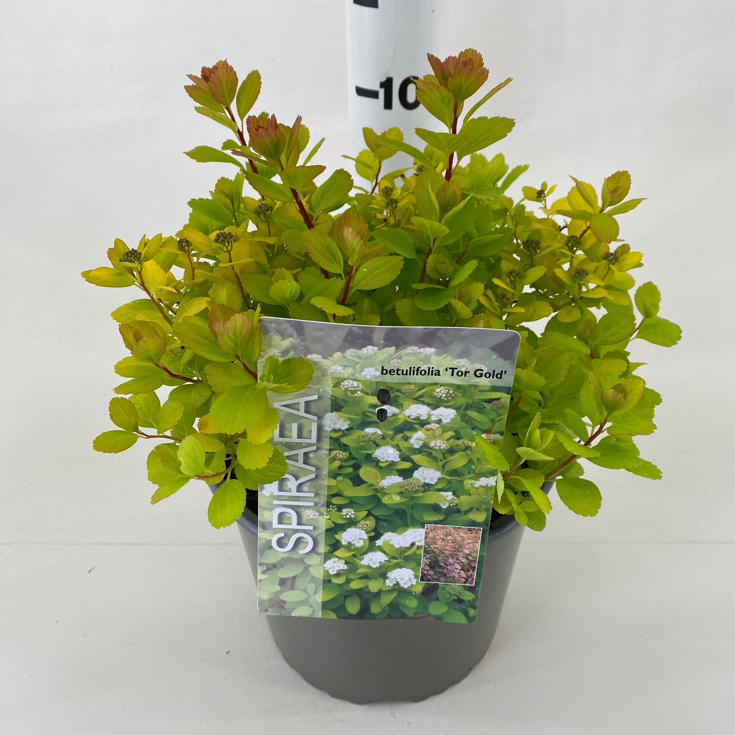 Spiraea betulifolia 25cm 19cm Pot