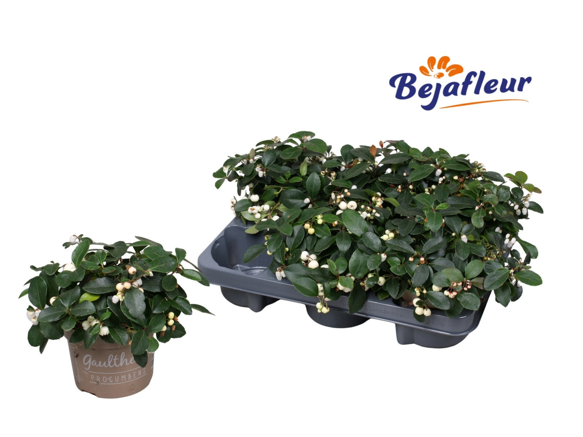 Gaultheria mucr. white 20cm 12cm Pot