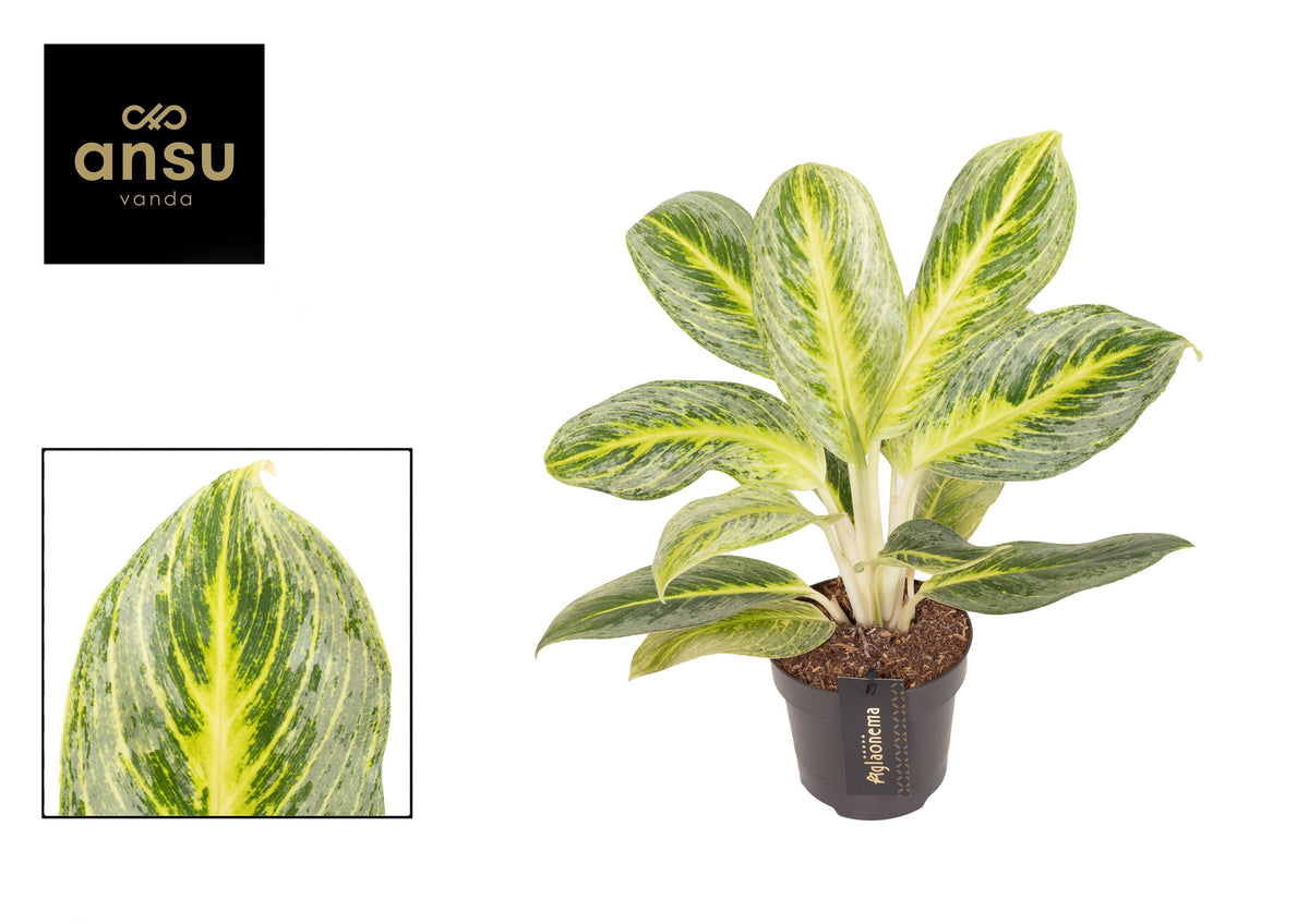 Aglaonema Hybrid 35cm 12cm Pot