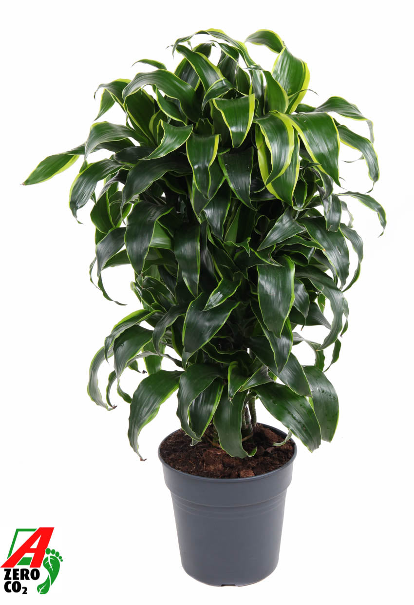 Dracaena fragrans Dorado 90cm 24cm Pot