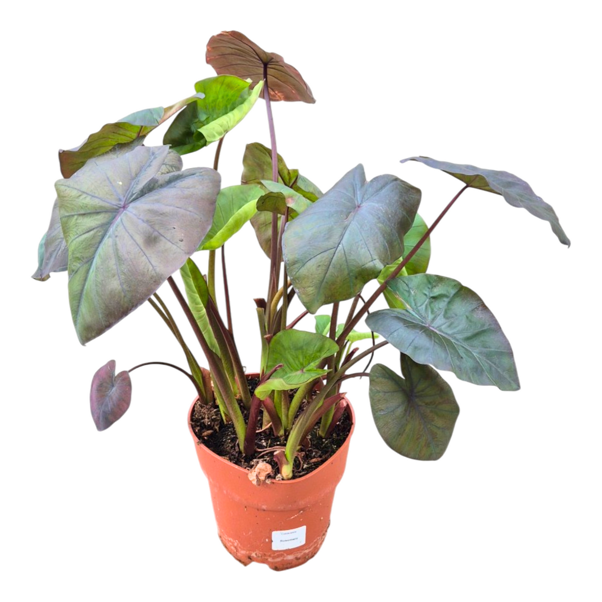 Colocasia Pharaohs Mask 80cm 17cm Pot
