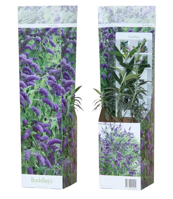 Valk BV Patioplant Buddleja davidii Nanho Blue Pack of 12