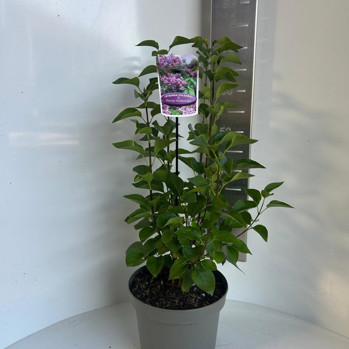 Syringa vulgaris 35cm 23cm Pot