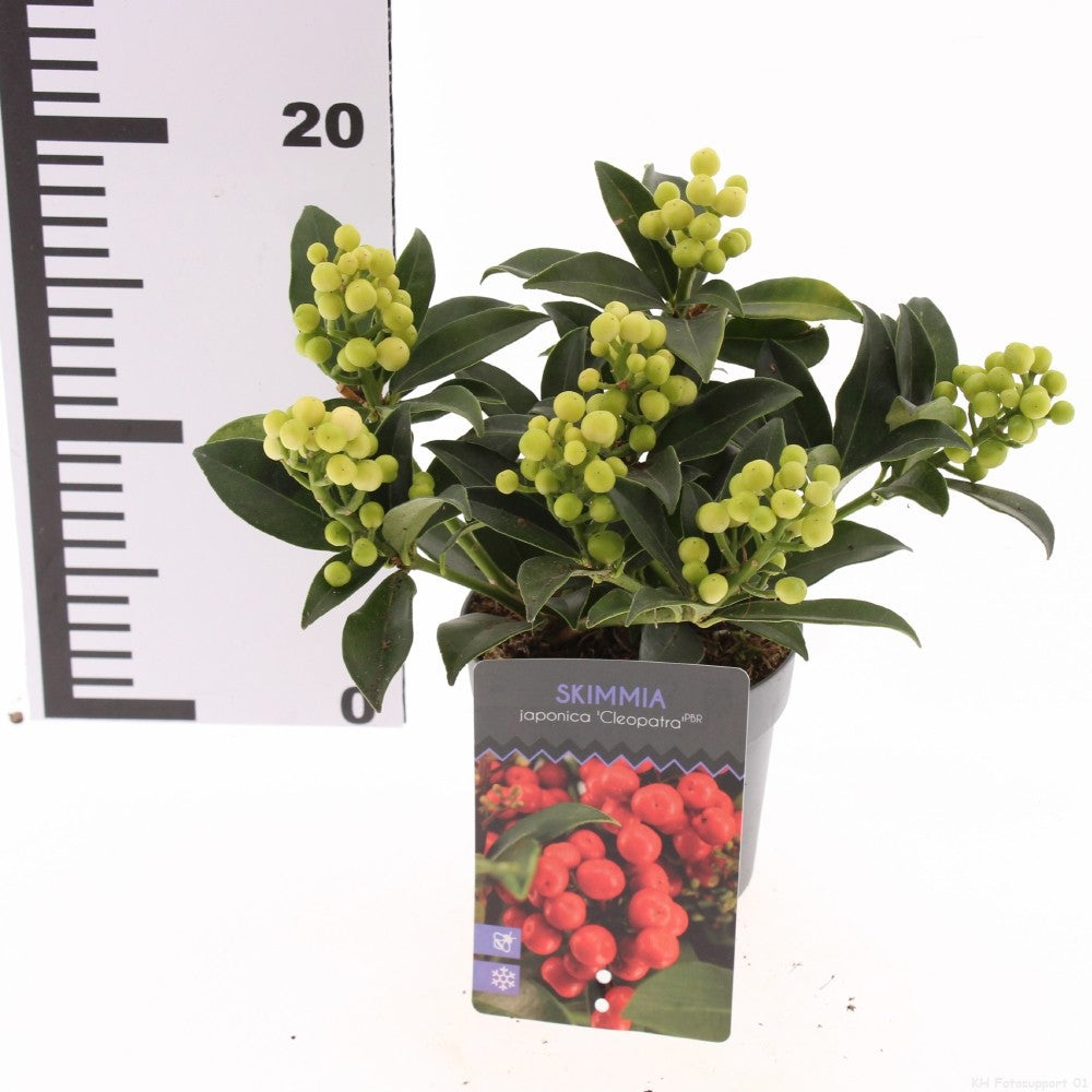 Skimmia 25cm 10.5cm Pot