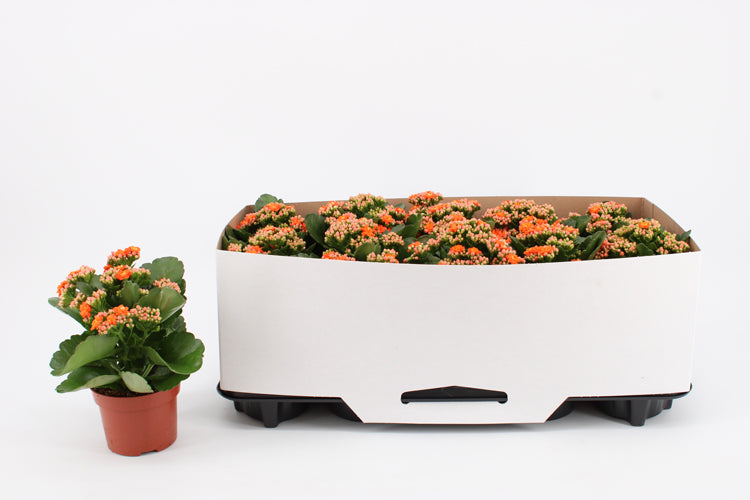 Kalanchoe Perfecta Orange 23cm 10.5cm Pot