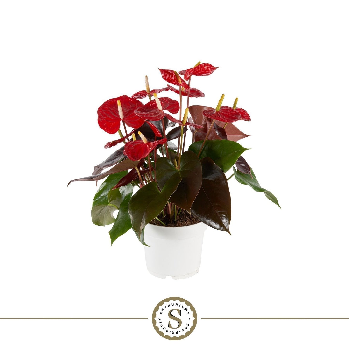 Anthurium Coral Champion 60cm 17cm Pot