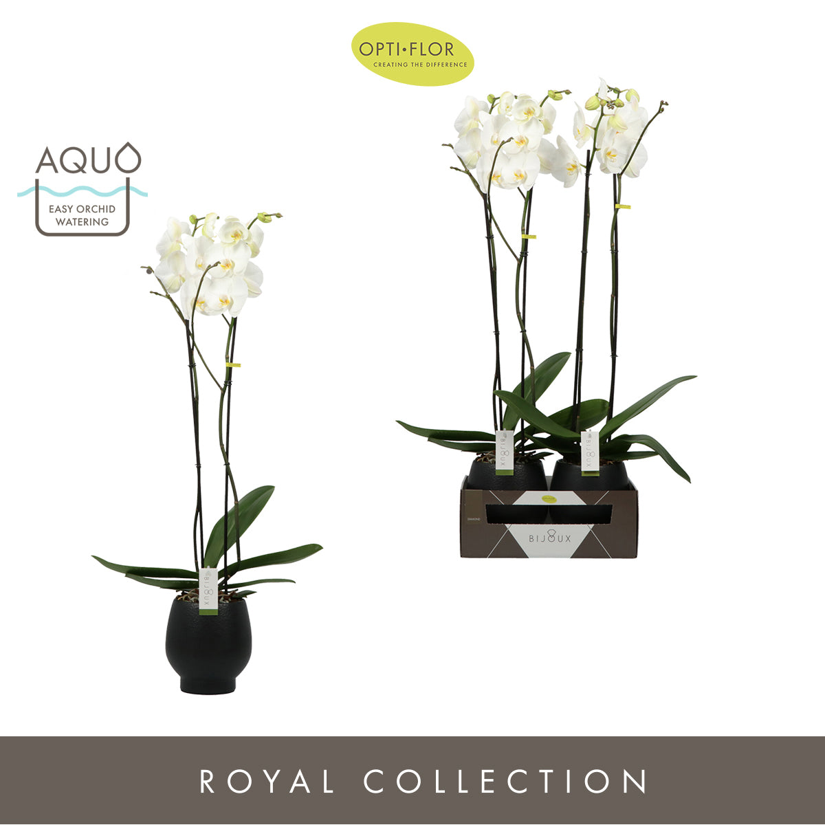 Phalaenopsis Diamond 100cm 15cm Pot